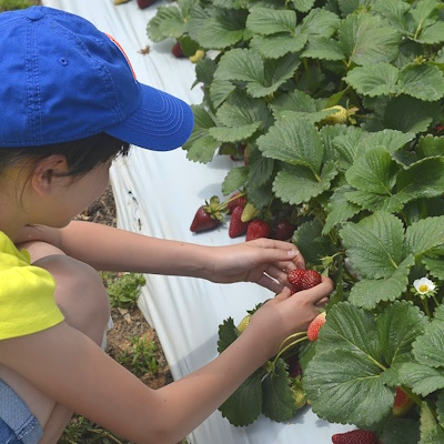 Picking strawberries at a local farm.