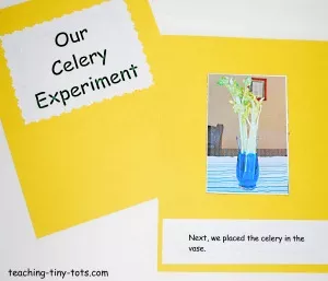 Making a celery experiment book for kids.