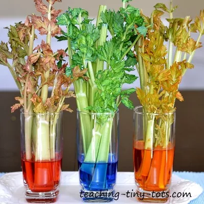 Celery after 24 hours of sitting in colored water.