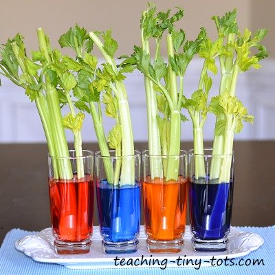 Celery Experiment, How Plants Absorb Water in this Science Activity